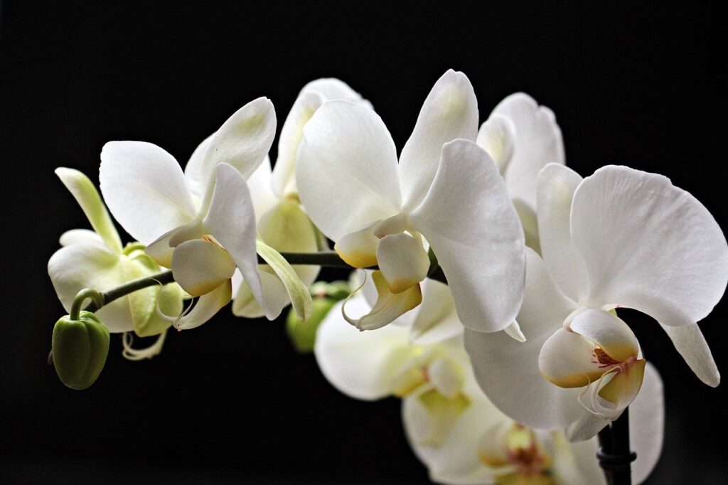 orchids-2055192_1280